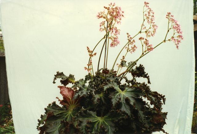 B. ‘Hazel Isabel’